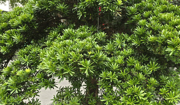 Predestined Direction in feng shui